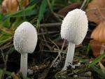 Coprinus niveus