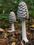 Coprinus picaceus