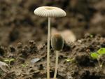 Coprinus plicatilis