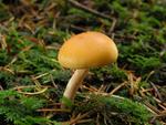 Gymnopilus penetrans