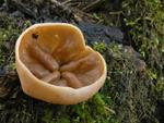 Gyromitra ancilis