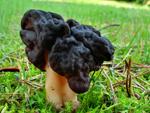 Gyromitra