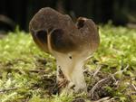 Helvella acetabulum