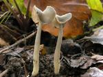 Helvella