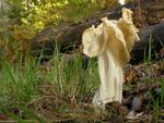 Helvella crispa