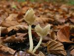 Helvella elastica