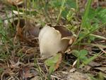 Helvella leucomelaena