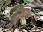 Helvella queletii