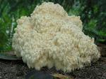 Hericium flagellum