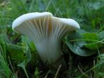 Hygrocybe berkeleyi