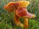 Hygrocybe