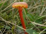 Hygrocybe cantharellus