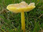 Hygrocybe chlorophana