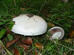 Agaricus arvensis