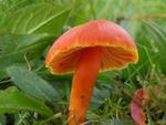 Hygrocybe coccinea