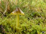 Hygrocybe conica