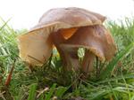 Hygrocybe ingrata