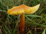 Hygrocybe intermedia