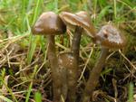 Hygrocybe irrigata