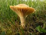 Hygrocybe pratensis