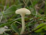 Hygrocybe russocoriacea