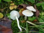 Hygrocybe virginea