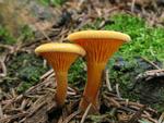 Hygrophoropsis aurantiaca