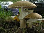 Agaricus augustus