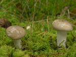 Hygrophorus agathosmus