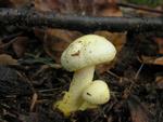 Hygrophorus chrysodon