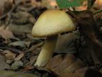 Hygrophorus discoxanthus