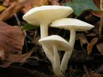 Hygrophorus eburneus