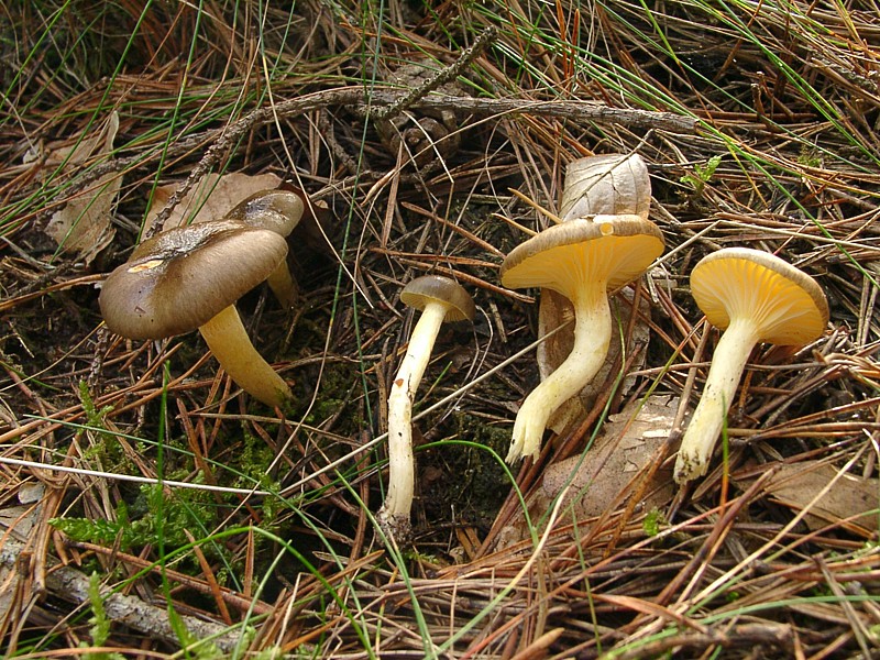 Pilze : Pilzgalerie - Hygrophorus hypothejus