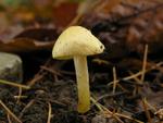 Hygrophorus lucorum