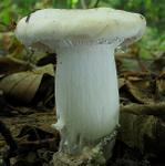 Hygrophorus poetarum