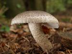 Hygrophorus pustulatus