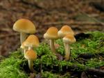 Hypholoma capnoides