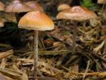 Hypholoma