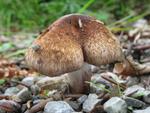 Inocybe adaequata