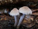 Inocybe