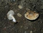 Inocybe amblyspora