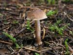 Inocybe assimilata