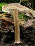 Inocybe asterospora