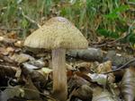 Inocybe bongardii