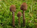 Inocybe calamistrata