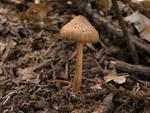 Inocybe cervicolor