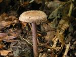 Inocybe cincinnata
