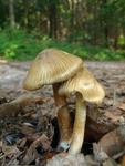 Inocybe cookei