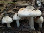 Inocybe corydalina