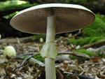 Agaricus silvicola